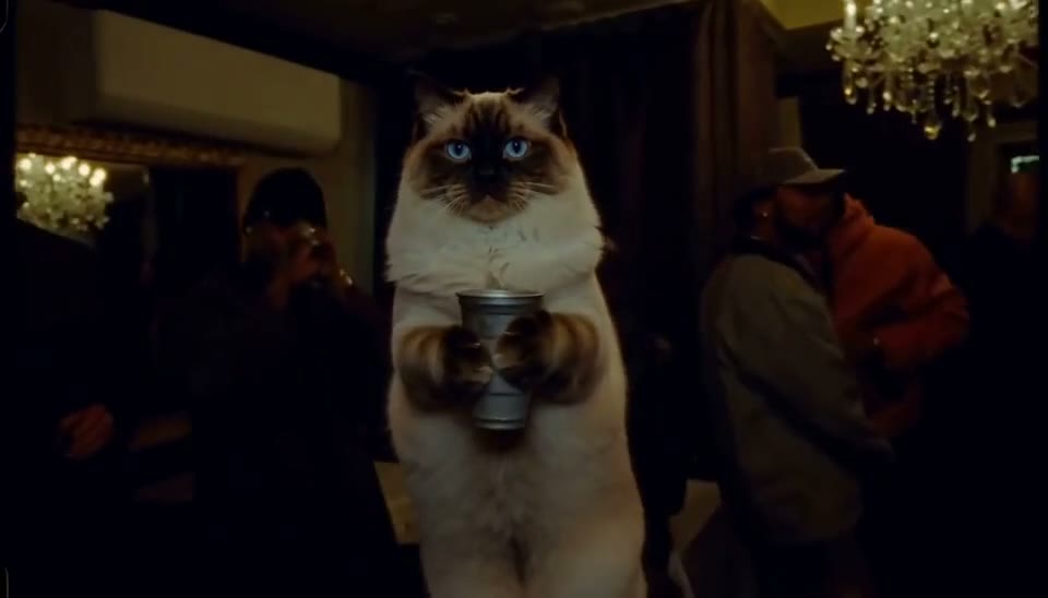 Ragdoll cat takes the toast