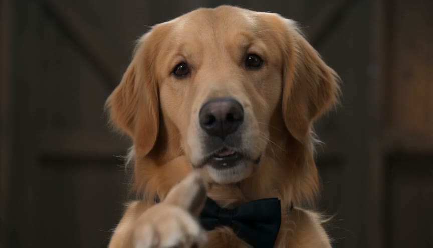 A golden retriever in a bow tie